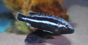 Melanochromis loriae
